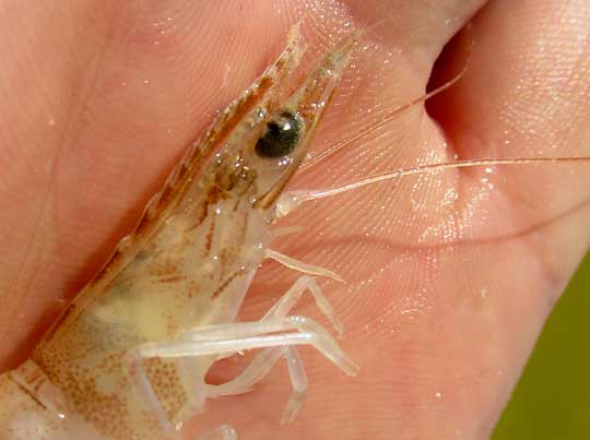 Northern Pink Shrimp, PENAEUS (Farfantepenaeus) DUORARUM, head