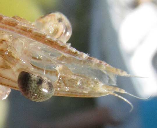 Northern Pink Shrimp, PENAEUS (Farfantepenaeus) DUORARUM, head, empty shell while sheding exoskeleton