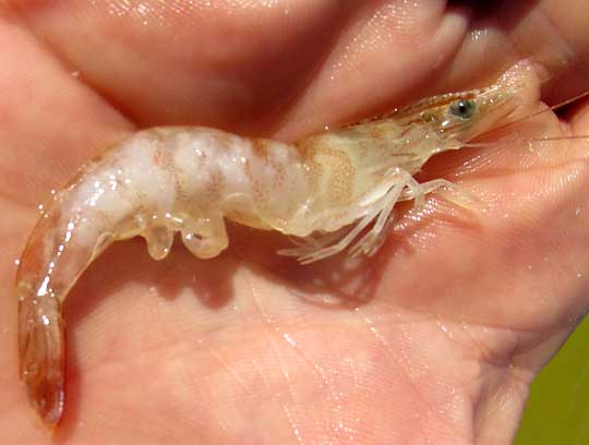 Northern Pink Shrimp, PENAEUS (Farfantepenaeus) DUORARUM, in hand