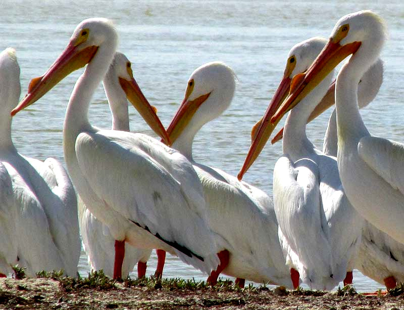 American White Pelican, Pelecanus erythrorhynchos, males with nuptial tubercles
