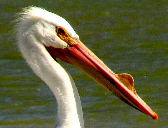 American White Pelican, Pelecanus erythrorhynchos, male with nuptial tubercle