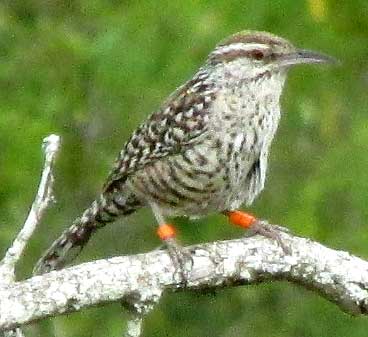 Yucatan Wren, CAMPYLORHYNCHUS YUCATANICUS, banded