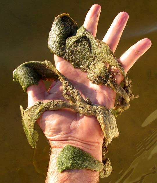 Mud Weed, AVRANILLEA alga, in hand