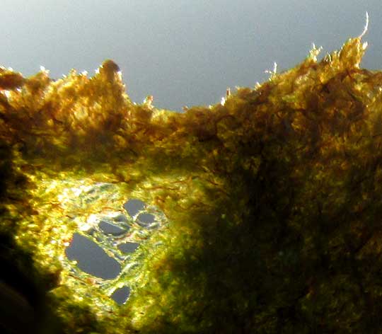 Mud Weed, AVRANILLEA alga, filamentous nature