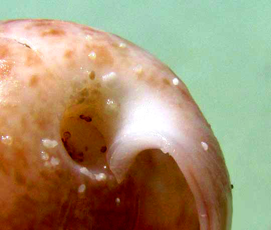 Common Atlantic Bubbles, BULLA STRIATA, close-up of end