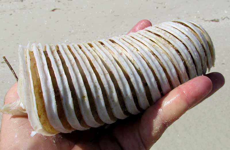 egg cases of West Indian Chank, TURBINELLA ANGULATA