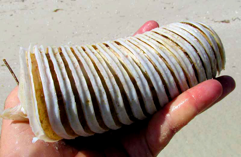 egg cases of West Indian Chank, TURBINELLA ANGULATA