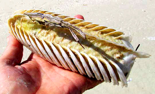 egg cases of West Indian Chank, TURBINELLA ANGULATA, bottom view