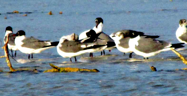 Franklin's Gull, LARUS PIPIXCAN, in the Yucatan