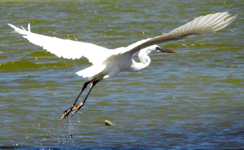 Great Blue Heron, ARDEA HERODIAS, white morph