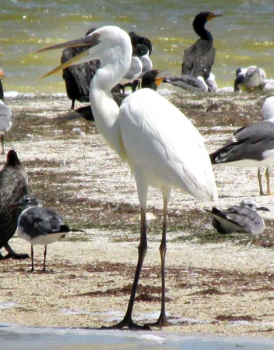 Great Blue Heron, ARDEA HERODIAS, white morph standing