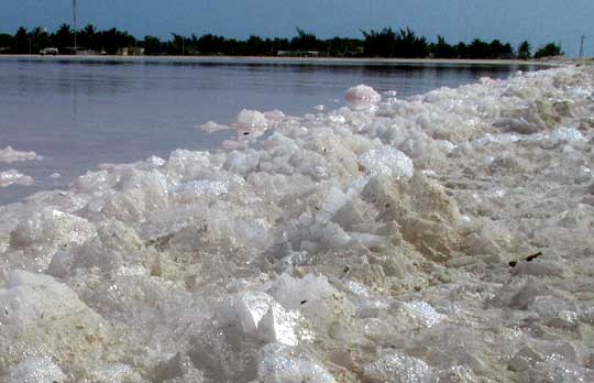 HALITE/ ROCK SALT at salt pond's edge