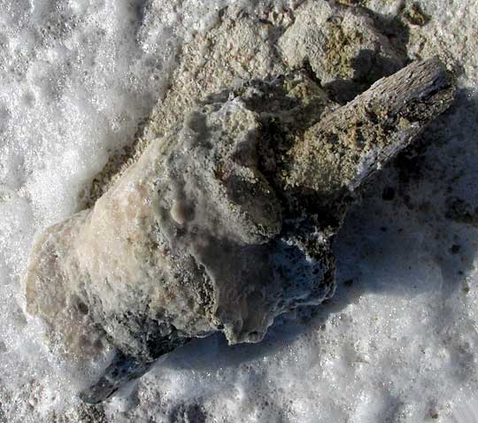 HALITE/ ROCK SALT encrusting a wooden pole