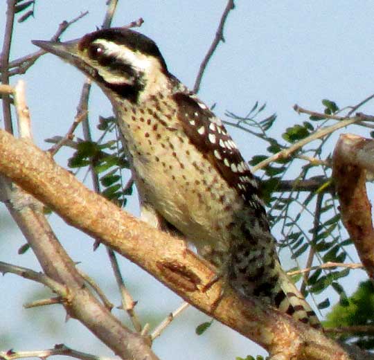 Ladder-backed Woodpecker, PICOIDES SCALARIS, ssp PARVUS, from the Yucatan