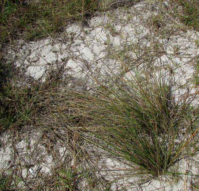 Chestnut Sedge, FIMBRISTYLIS SPADICEA, habitat