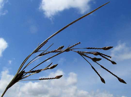 Chestnut Sedge, FIMBRISTYLIS SPADICEA, inflorescence