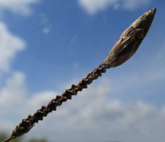 Chestnut Sedge, FIMBRISTYLIS SPADICEA, old spikelet