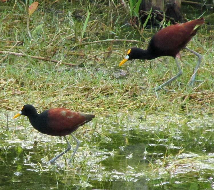 Northern Jacanas, JACANA SPINOSA, small male & big female