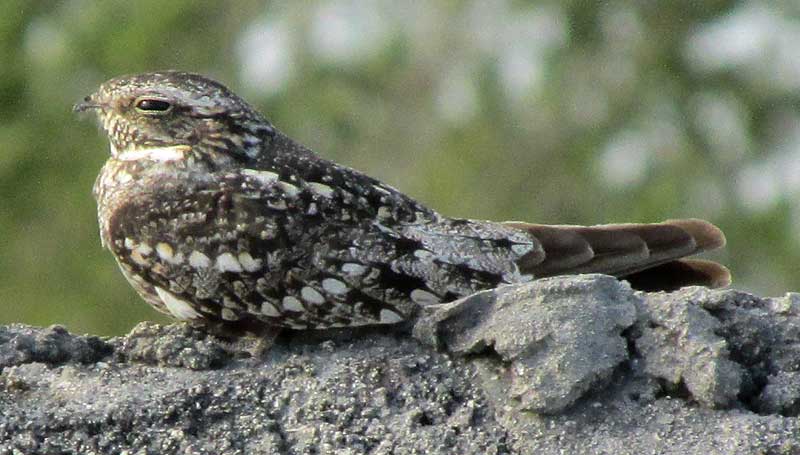 Lesser Nighthawk, CHORDEILES ACUTIPENNIS