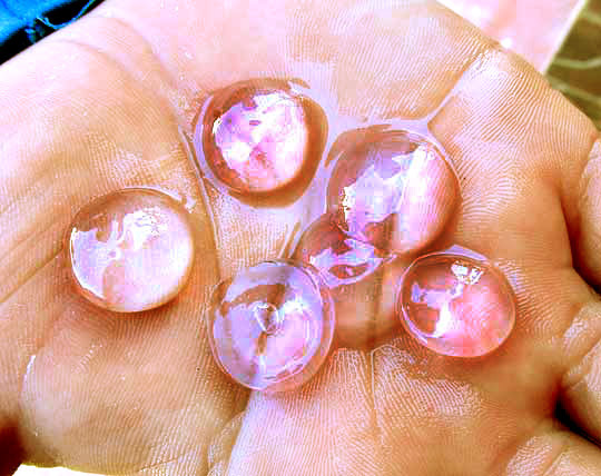 Sea Gooseberries, genus PLEUROBRACHIA, remains, found on beach