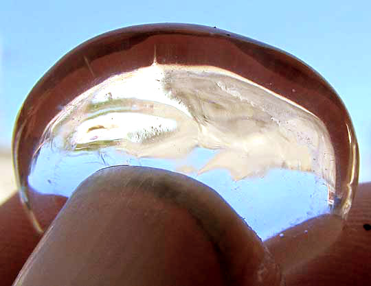 Sea Gooseberry, genus PLEUROBRACHIA, remains, found on beach