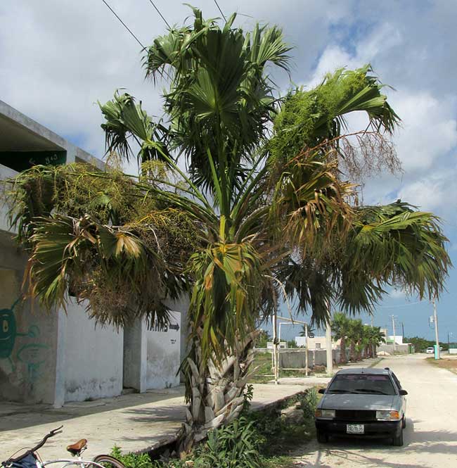 Mexican Palmetto, SABAL MEXICANA