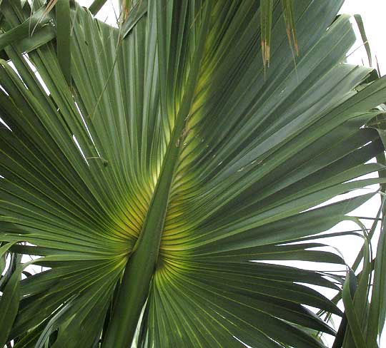 Mexican Palmetto, SABAL MEXICANA, costapalmate frond