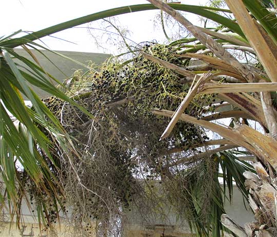 Mexican Palmetto, SABAL MEXICANA, fruiting cluster