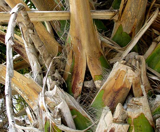 Mexican Palmetto, SABAL MEXICANA, splitting petiole bases