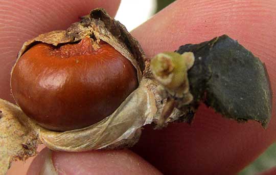 Mexican Palmetto, SABAL MEXICANA, black fruit with brown seed