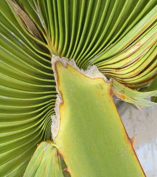 Mexican Fan Palm, WASHINGTONIA ROBUSTA, hastula