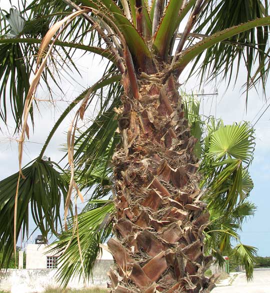 Mexican Fan Palm, WASHINGTONIA ROBUSTA, old inflorescence & trunk