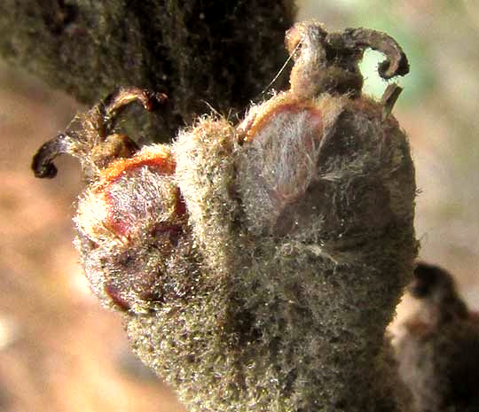 Net-leaf White Oak, QUERCUS POLYMORPHA, female flowers