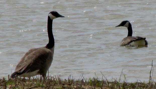 Canada Geese, BRANTA CANADENSIS