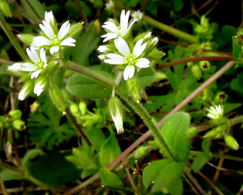 Sticky Mouse-ear Chickweed, CERASTIUM GLOMERATUM