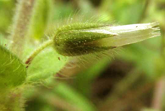 Sticky Mouse-ear Chickweed, CERASTIUM GLOMERATUM, open capsule