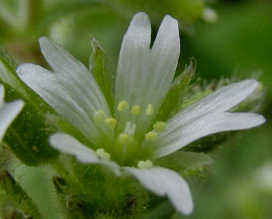 Sticky Mouse-ear Chickweed, CERASTIUM GLOMERATUM, flower