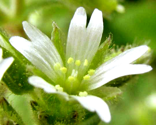 Sticky Mouse-ear Chickweed, CERASTIUM GLOMERATUM, flower