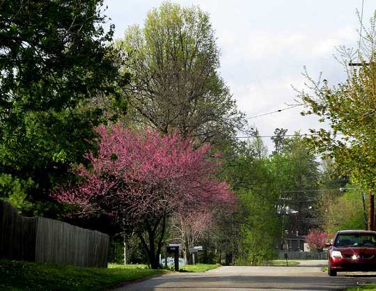 Eastern Redbud, CERCIS CANADENSIS, street scene