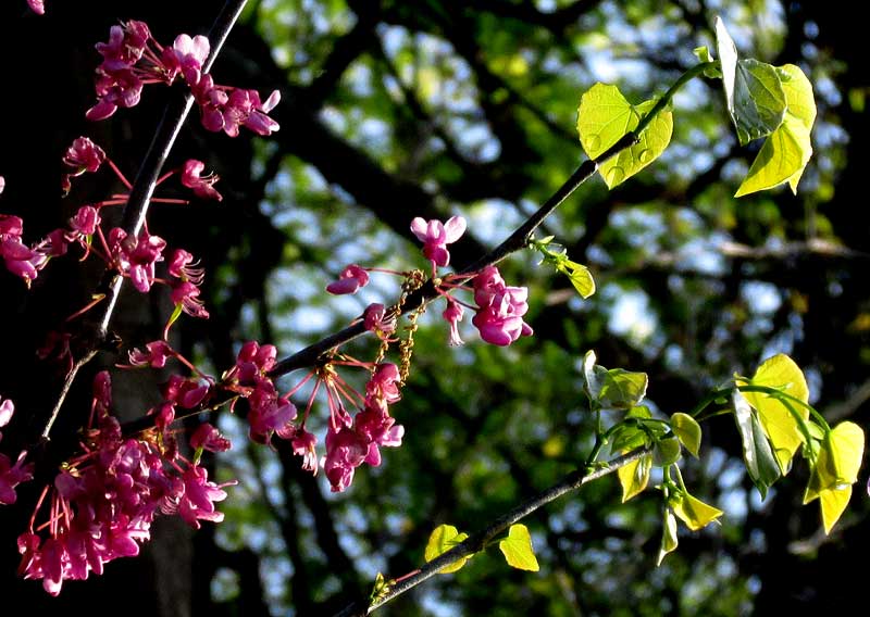 Eastern Redbud, CERCIS CANADENSIS, flowers & emerging leaves