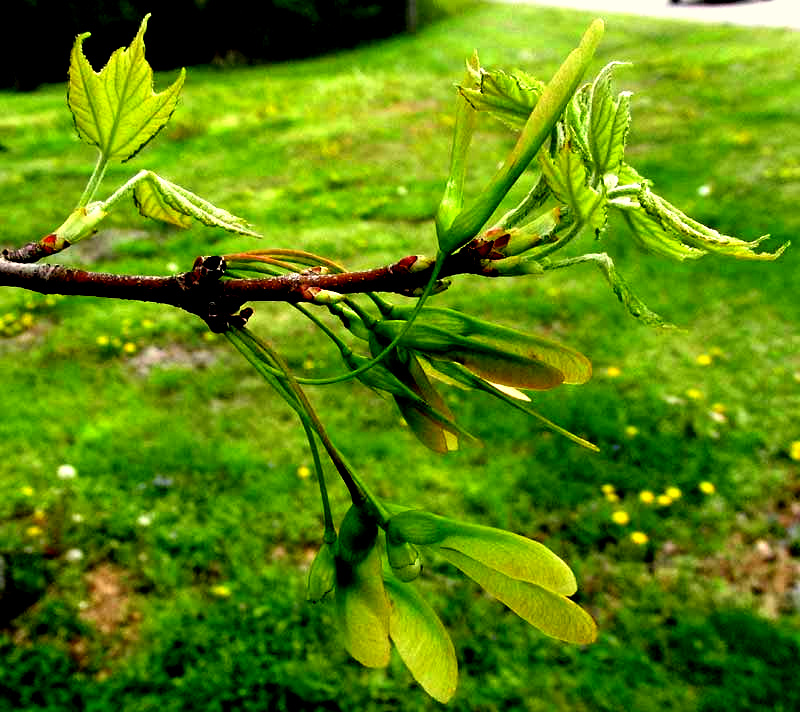 Red Maple, ACER RUBRUM, emerging leaves & samaras