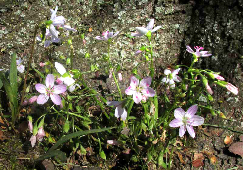 Spring Beauties, CLAYTONIA VIRGINICA