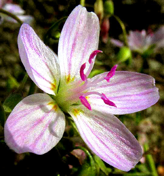 Spring Beauty, CLAYTONIA VIRGINICA, flower