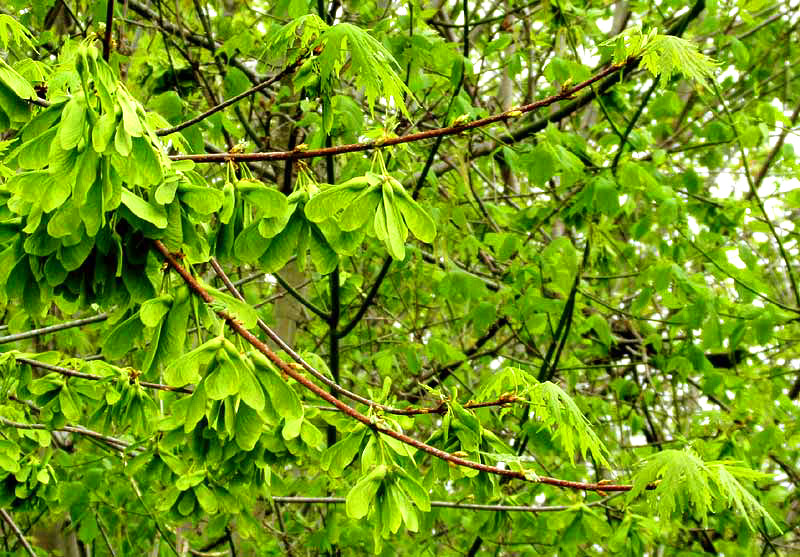 Silver Maple, ACER SACCHARINUM, fruiting