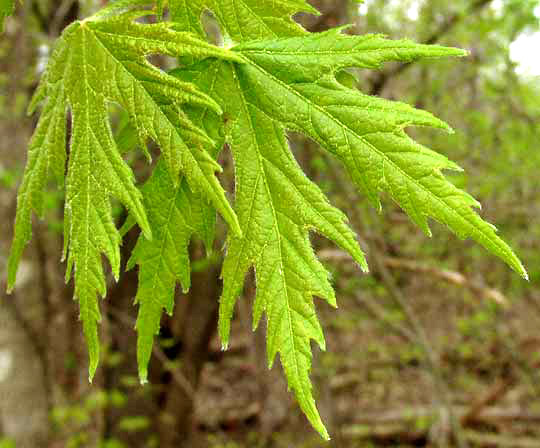 Silver Maple, ACER SACCHARINUM, new leaves