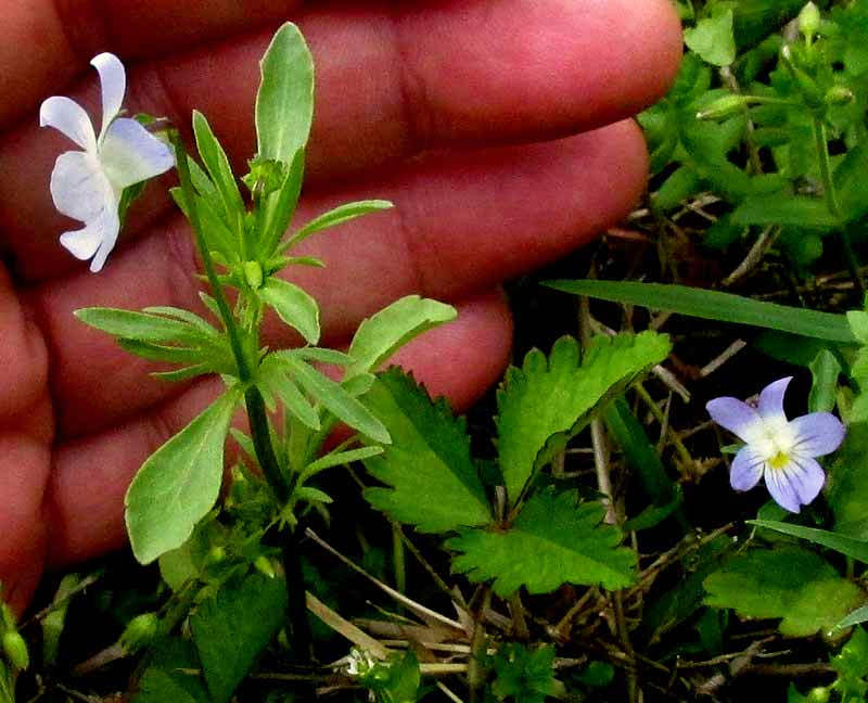 Field Pansy, VIOLA BICOLOR