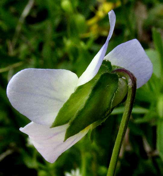 Field Pansy, VIOLA BICOLOR, flower, side view