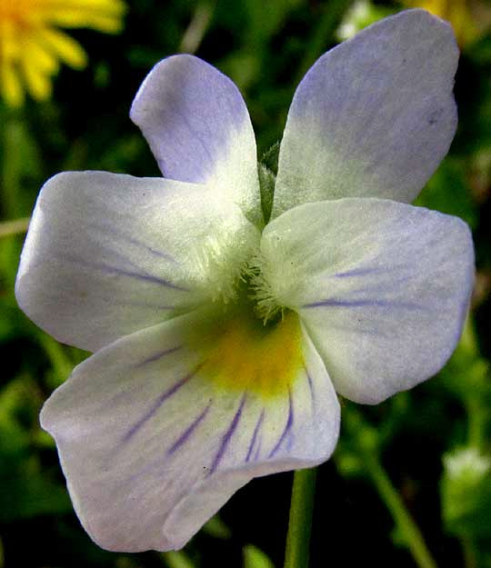 Field Pansy, VIOLA BICOLOR, flower from front