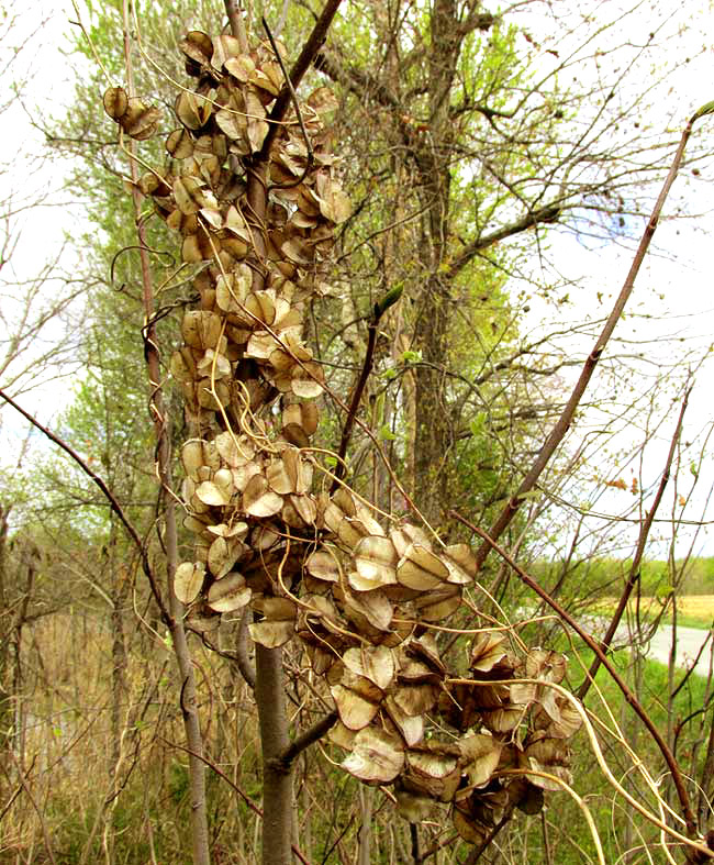 Wild Yam, DIOSCOREA VILLOSA, capsules in winter