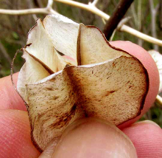 Wild Yam, DIOSCOREA VILLOSA, capsule